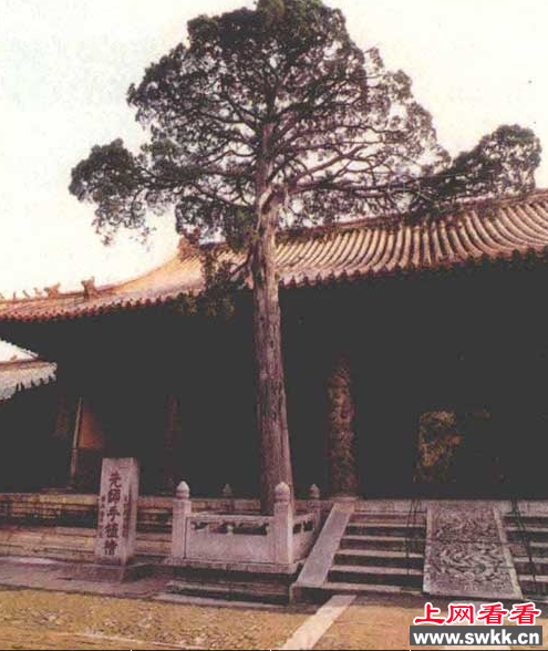 龙血树