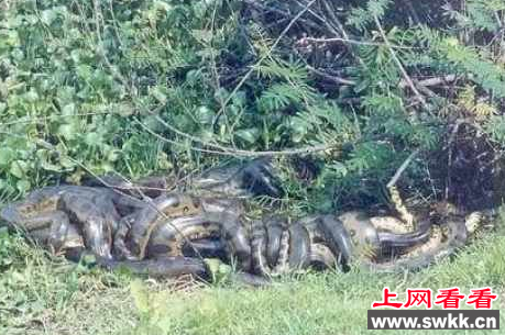罕见巨蟒