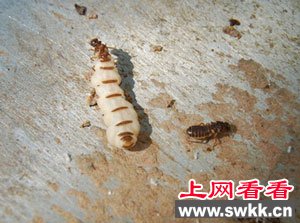 蚁后是怎么产生的