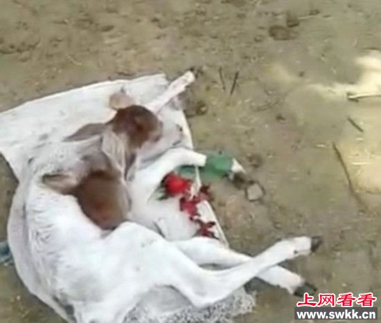 印度母牛产下神牛