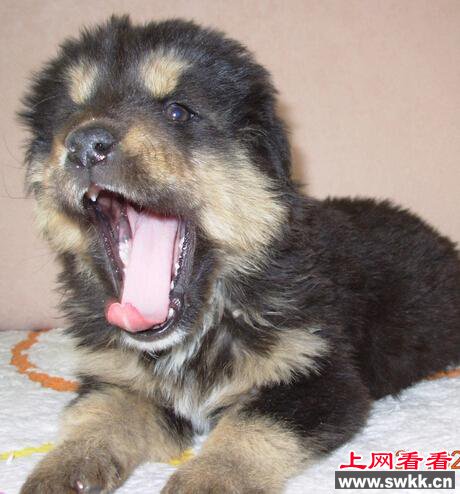鹰獒死亡主人索赔