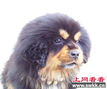 鹰獒死亡主人索赔