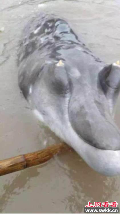 渔民捕获不明生物