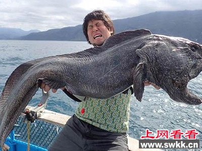 渔民捕获巨型狼鱼