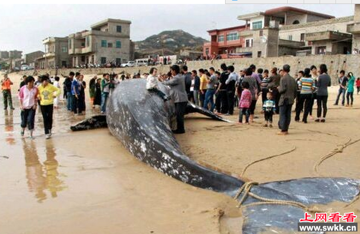 浙江水库泄洪冲出百斤大鱼