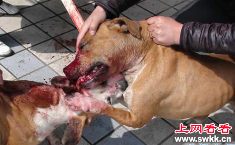 美国比特犬