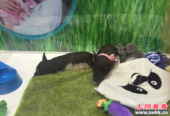 看这只迷你猪，萌萌哒~~