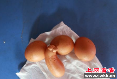 福建一母鸡产下奇特蛋