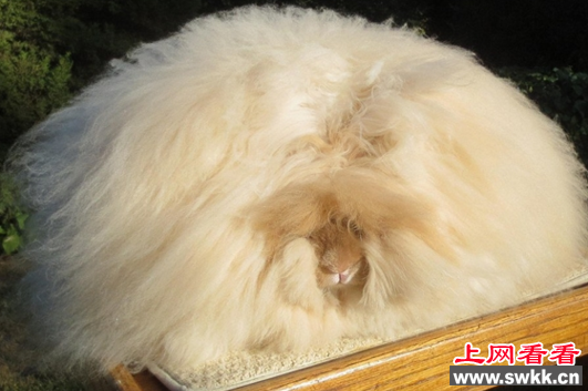 世界上毛最长的兔子