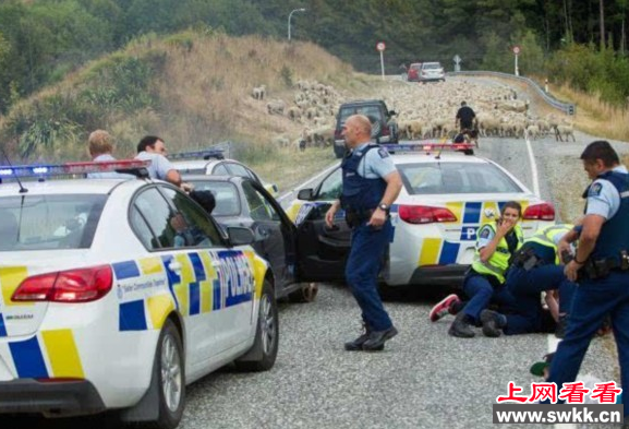 羊群助警察抓逃犯
