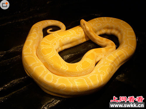 百年蛇精
