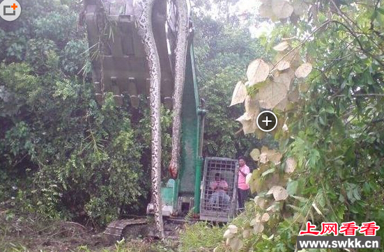 百年蛇精