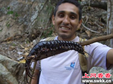 加拉帕格斯巨人蜈蚣