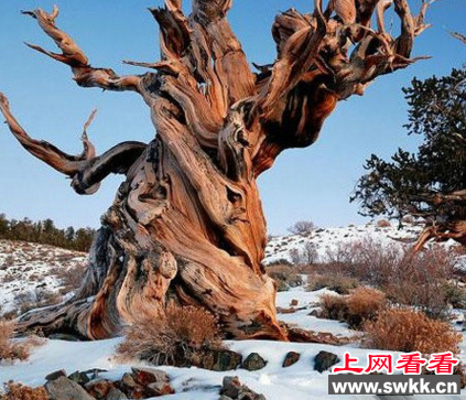 玛士撒拉树