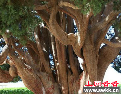塞意阿巴库树