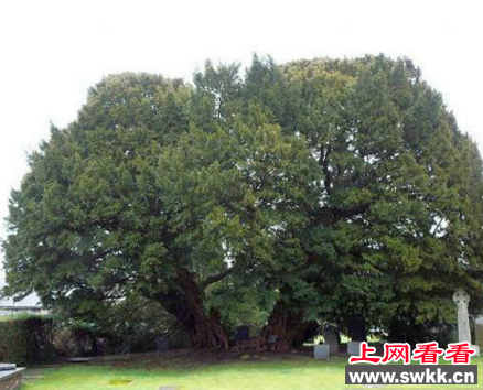 山达木树
