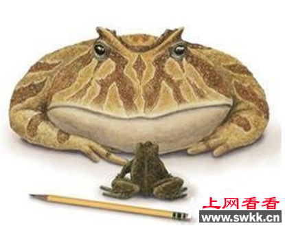 魔鬼蛙