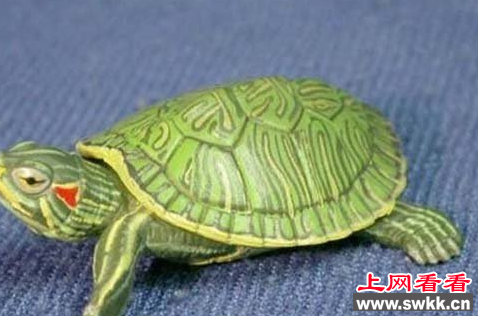 巴西红耳龟