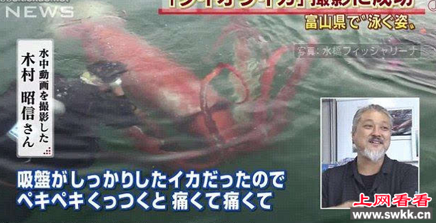 日本海上现身大王乌贼