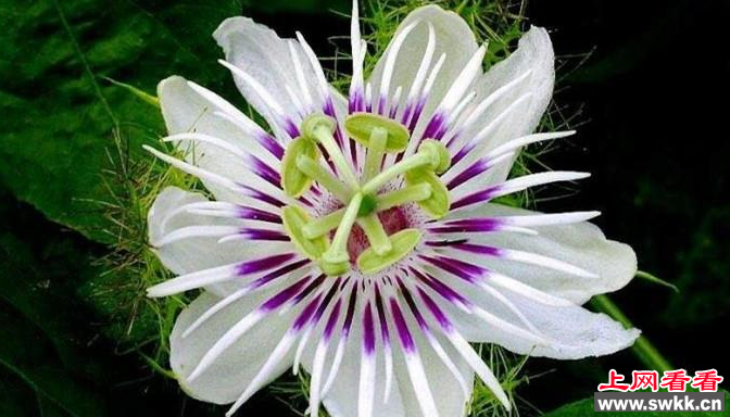 真正凶手黑寡妇