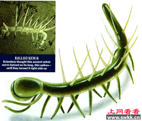 科学家破解怪诞虫身世