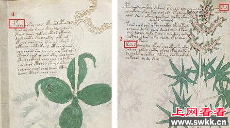 英国教授宣布已成功破译伏尼契手稿