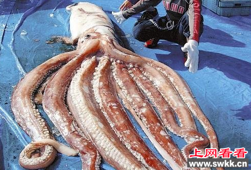巨型鱿鱼