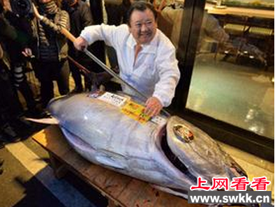 新年新纪录，蓝鳍金枪鱼拍出新天价