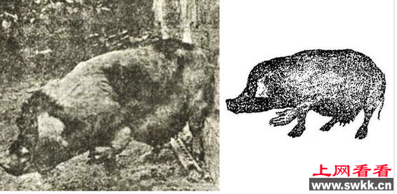  1923年上海发生一起真实“人畜轮回转世”事件。