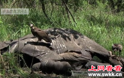 自然界的食尸鬼