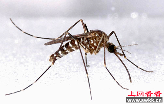白纹伊蚊