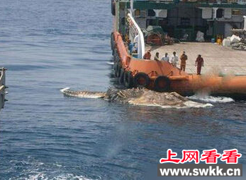 15米长海怪尸体