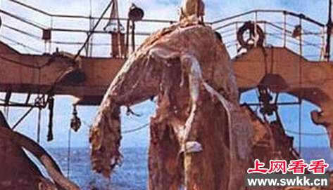 日本发现海怪尸体