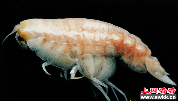 马里亚纳海沟发现神奇生物