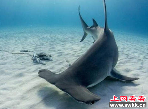 双髻鲨