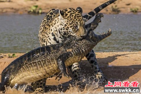 美洲豹：凯门鳄的强劲死敌！