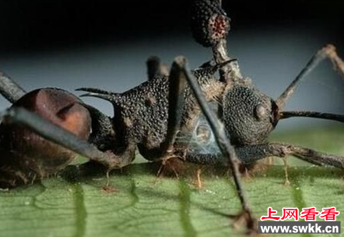 僵尸蚂蚁