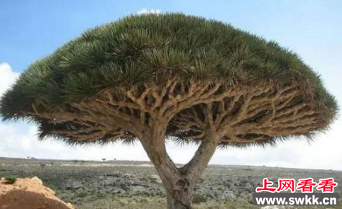 非洲8000年神秘龙血树