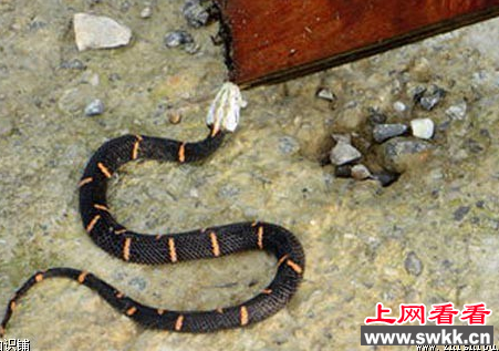 喜玛拉雅白头蛇惊现宁波