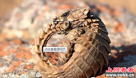 南非犰狳蜥