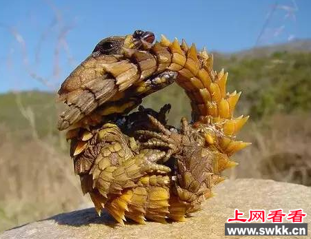 南非犰狳蜥