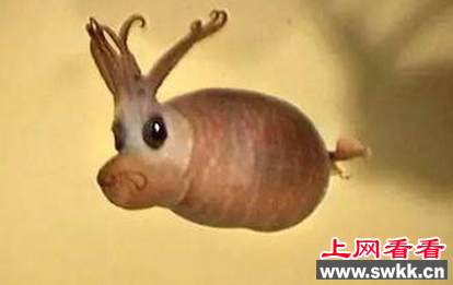小猪章鱼