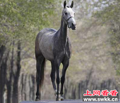 纯血马