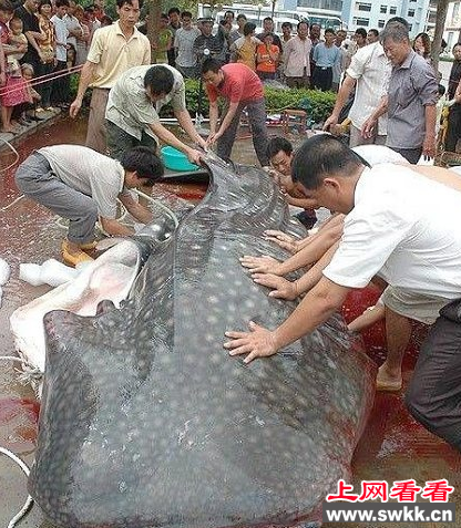 吃人鱼