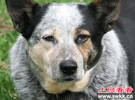 世界上寿命最长的狗