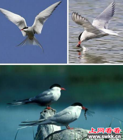 迁移最远的鸟
