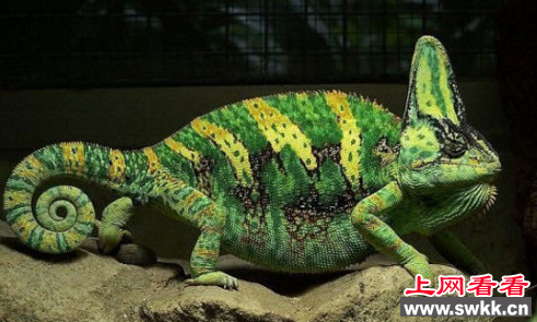 视力最好的动物