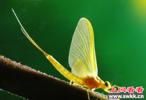 生命最短的动物