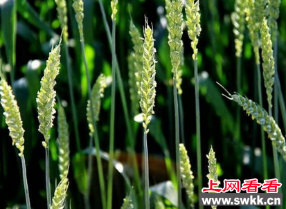 世界上寿命最短的花