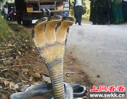 印度神奇三头蛇